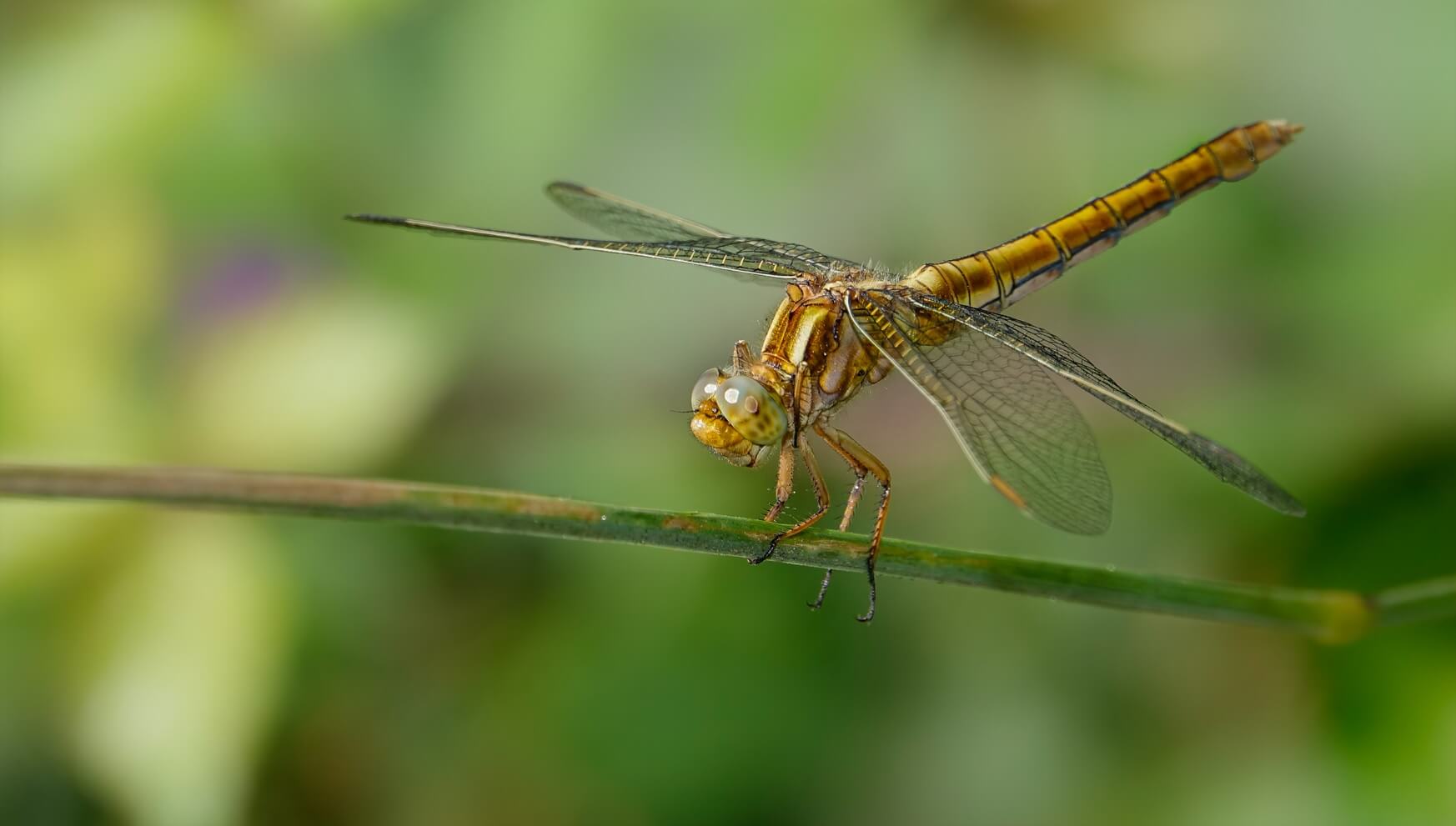 Essentiële insecten op alle continenten bedreigd