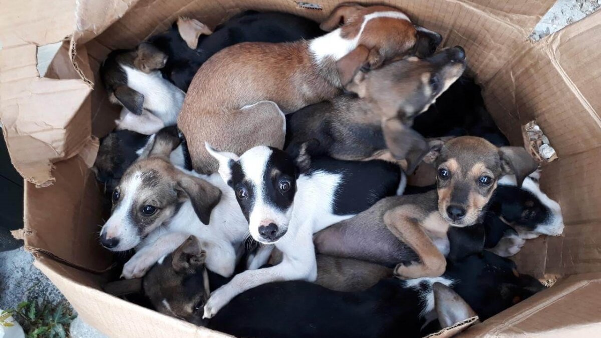 Kort geding tegen vangen en doden zwerfdieren Curaçao