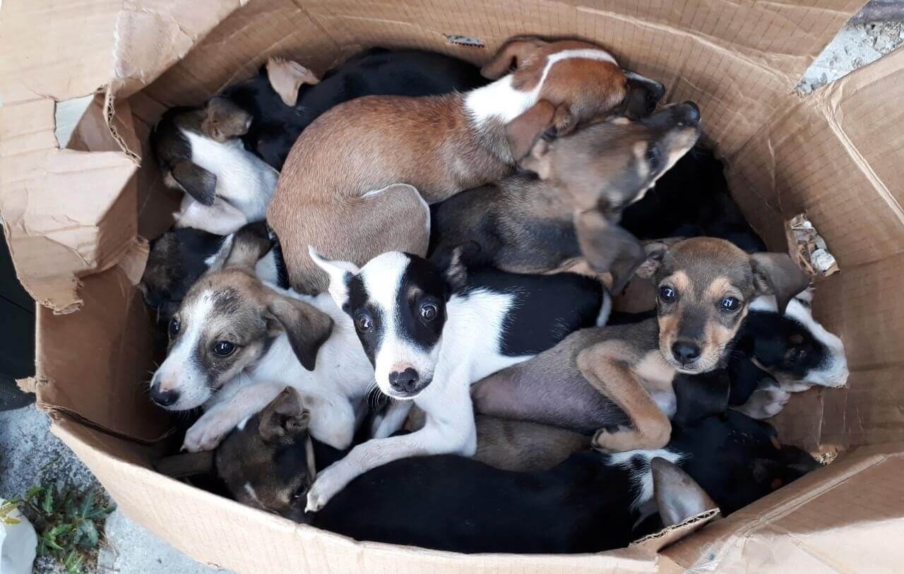 Kort geding tegen vangen en doden zwerfdieren Curaçao