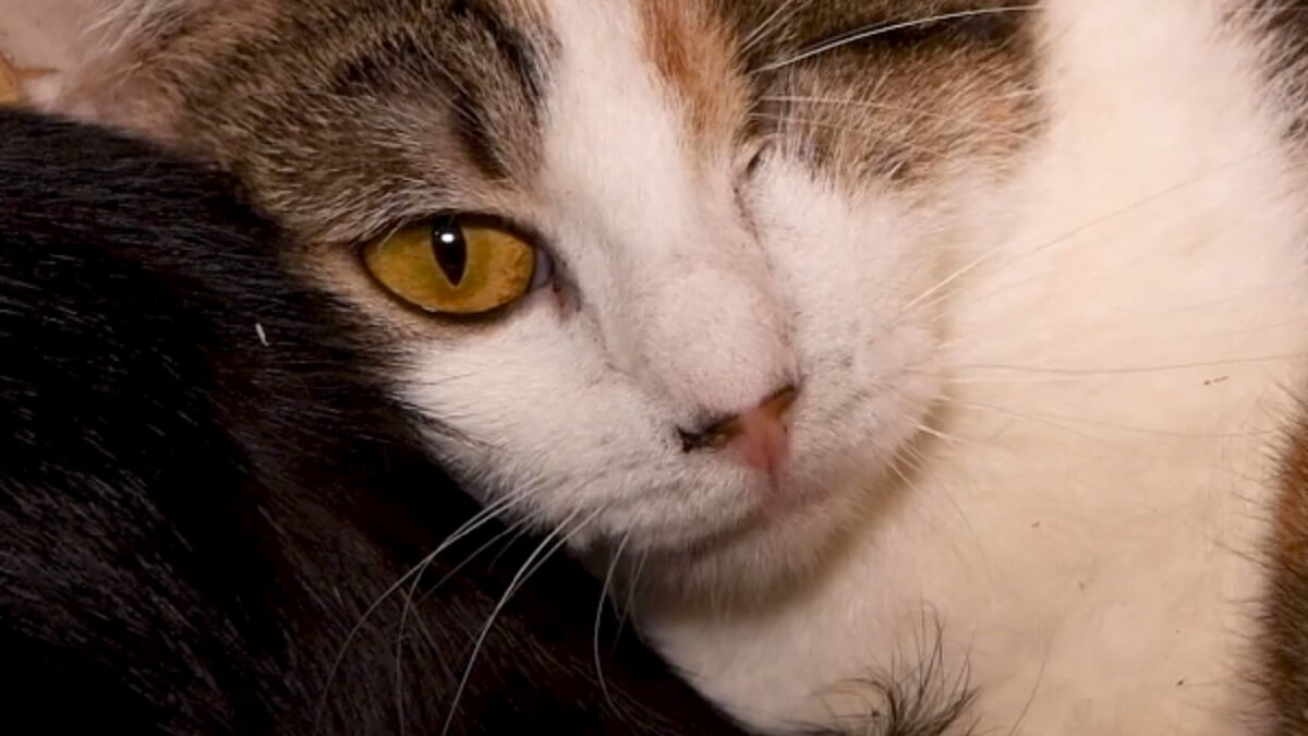 Ruim 170 katten gered van ernstige verwaarlozing