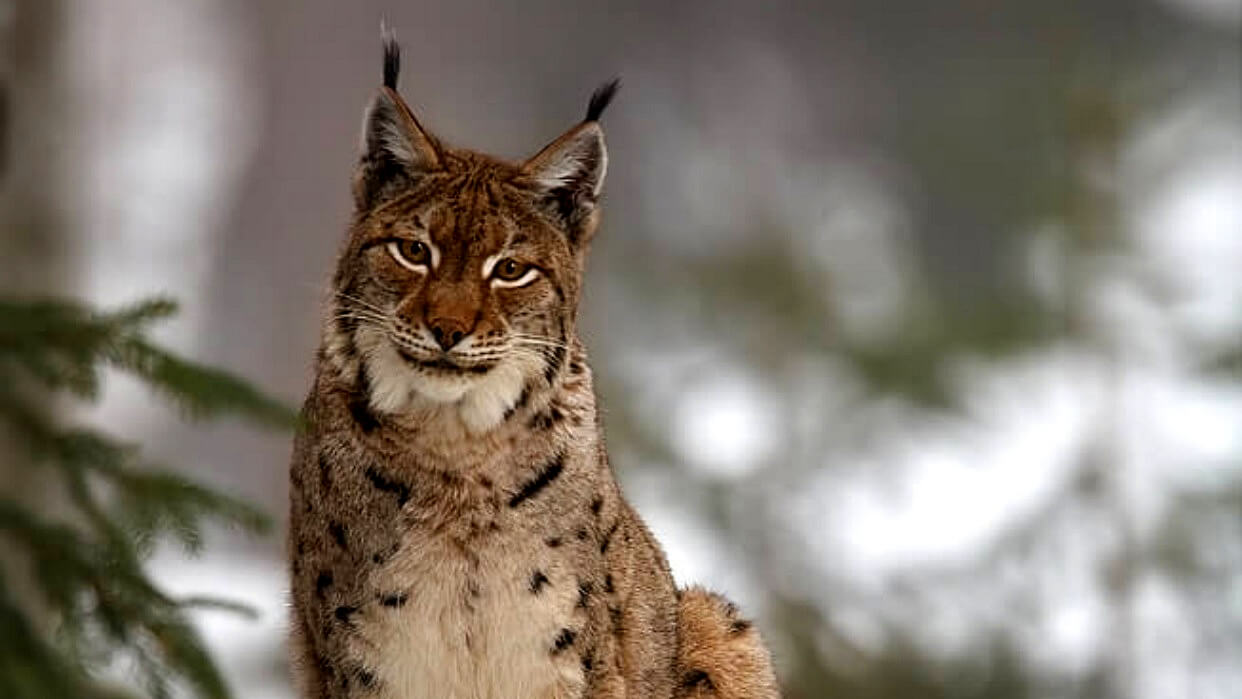 Euraziatische lynx