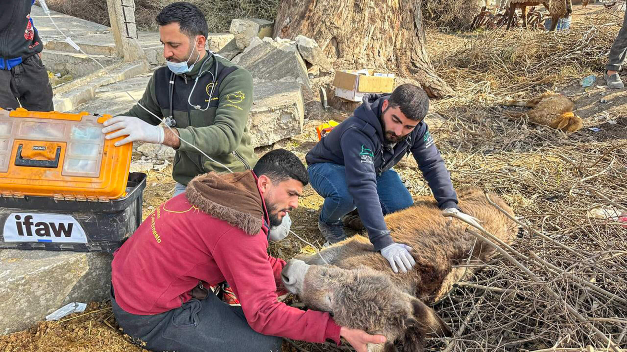 IFAW redt honderden honden en katten in Turkije en Syrië