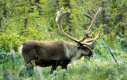 Biden breekt verkiezingsbelofte