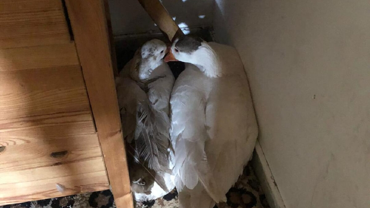 Aangifte dierenmishandeling tegen studenten Vindicat