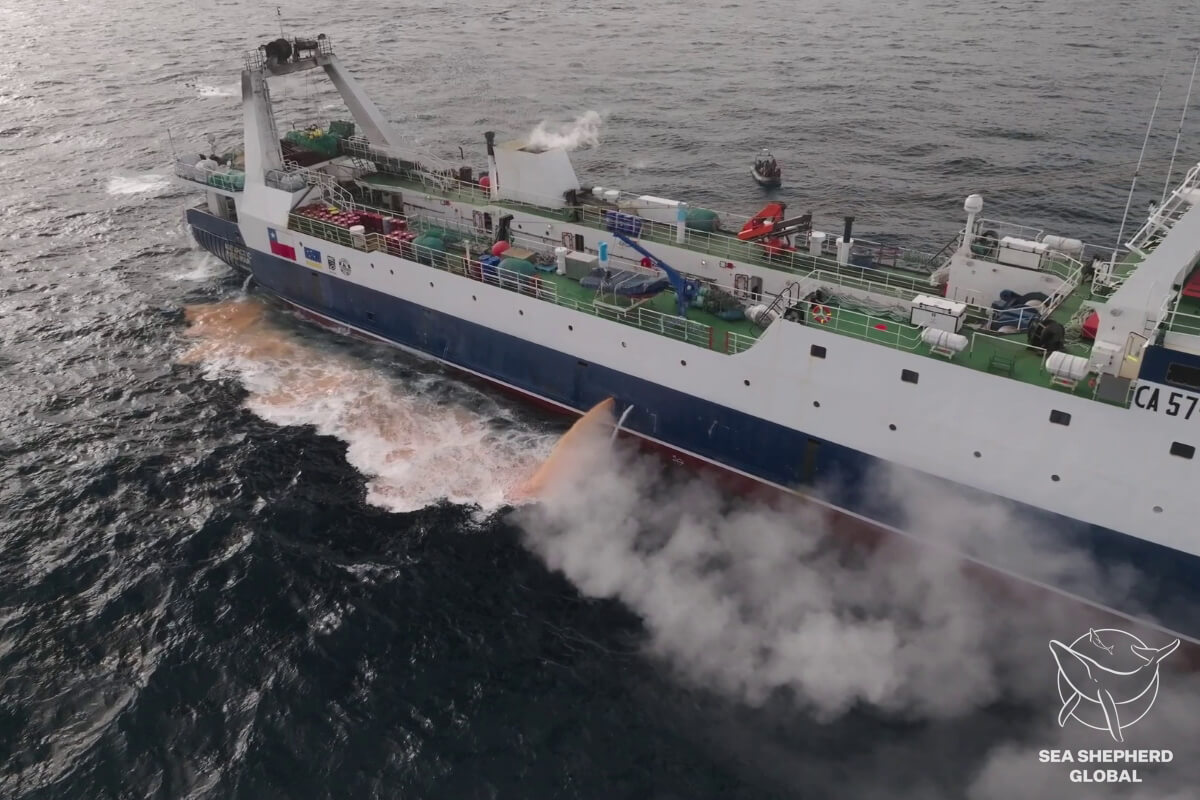 Sea Shepherd filmt vissers die voedsel vinvissen stelen