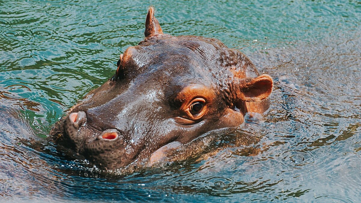 Escobars nijlpaarden