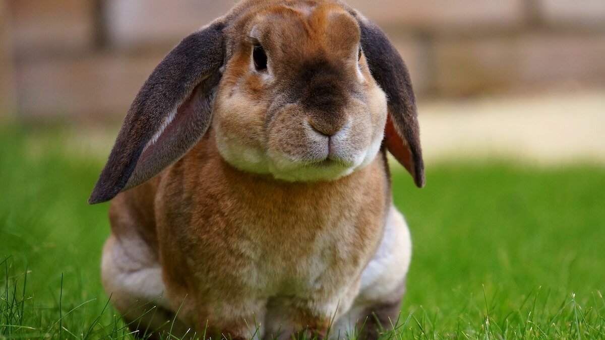 proefdiervrije wetenschap