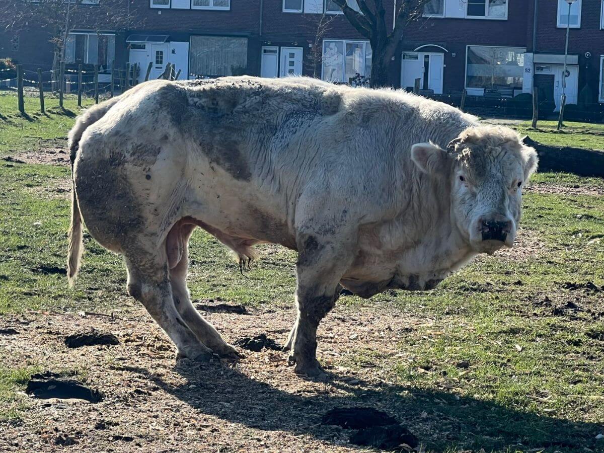 Stier met een gebroken ruggenwervel of heup bij Tonny R. in Eijsden