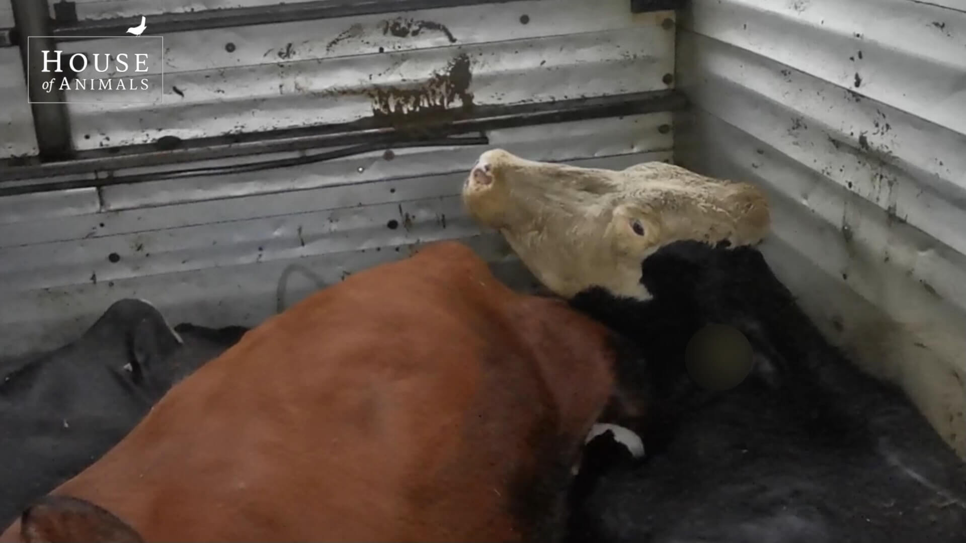 Misstanden verzamelplaatsen vee geen uitzondering maar regel