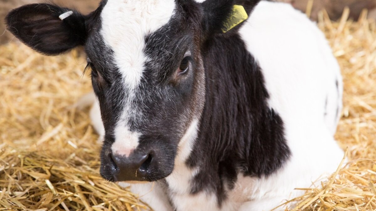 Vaker structureel hoge kalversterfte in grote melkveestallen