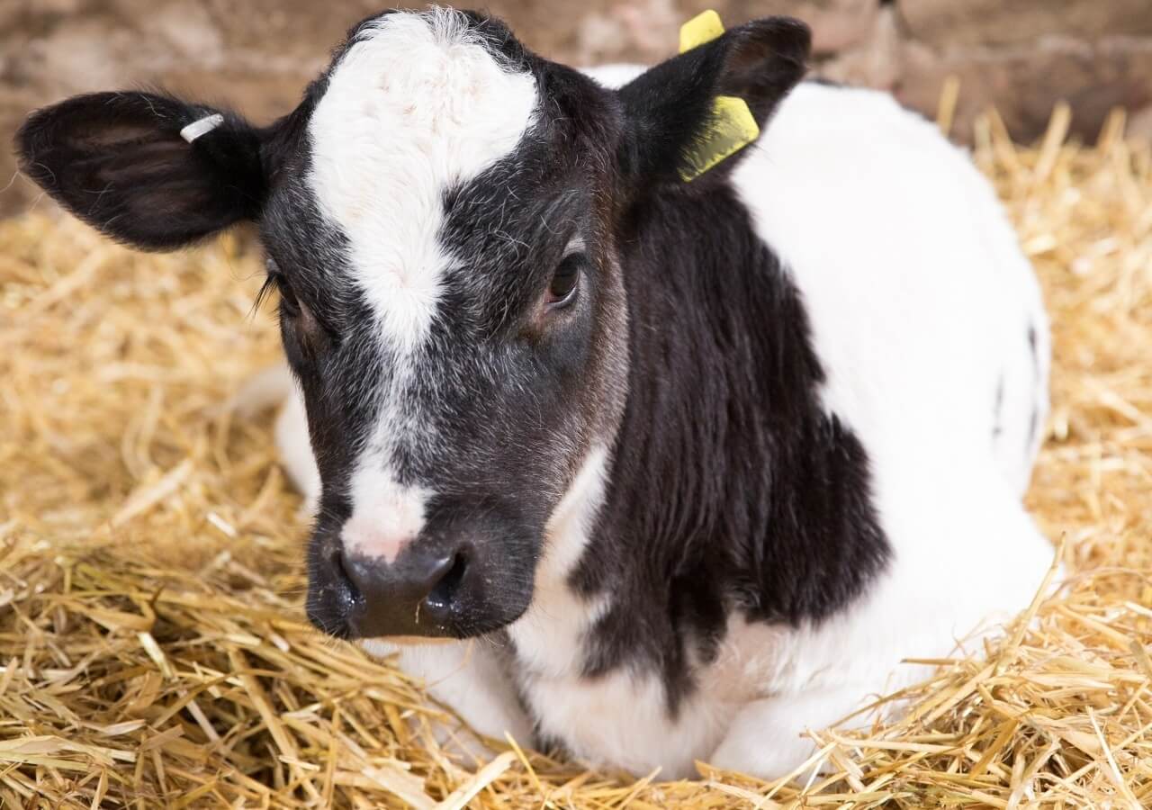 Vaker structureel hoge kalversterfte in grote melkveestallen