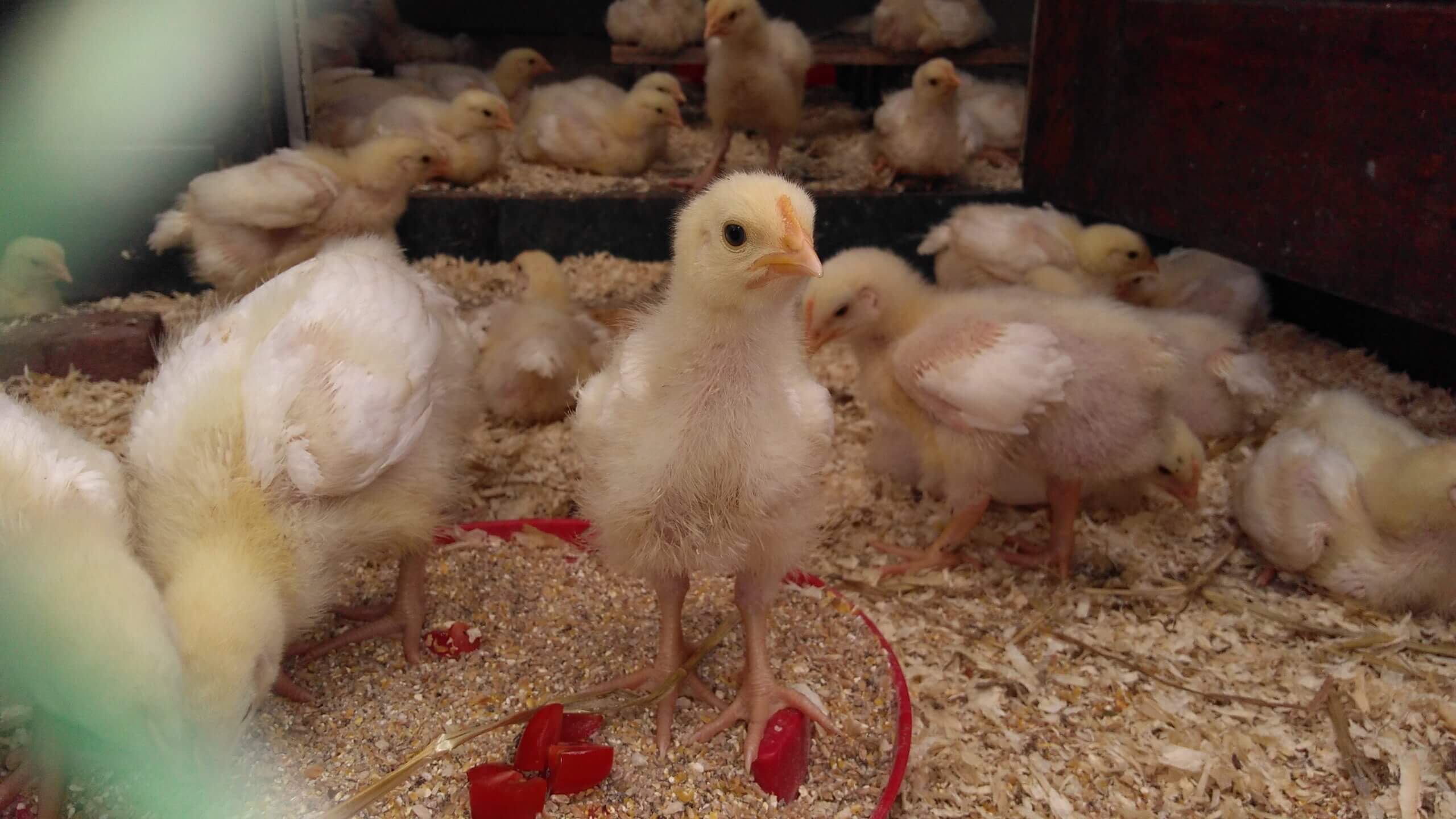 Stop kuikentjesmisbruik