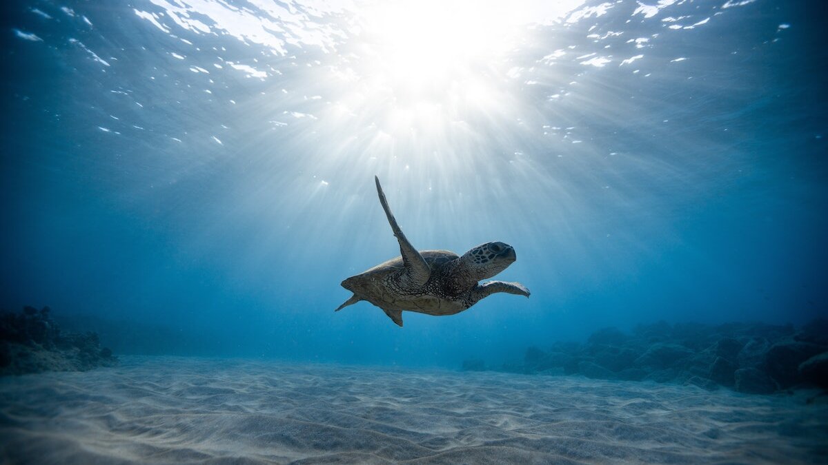 Opwarming oceanen