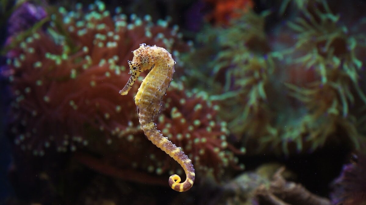 Zeepaardjes vrijgelaten