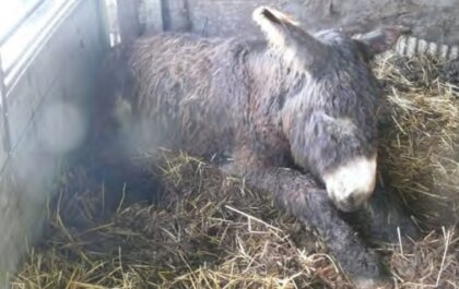 Verwaarloosde ezel bij Bert's Animal Verhuur