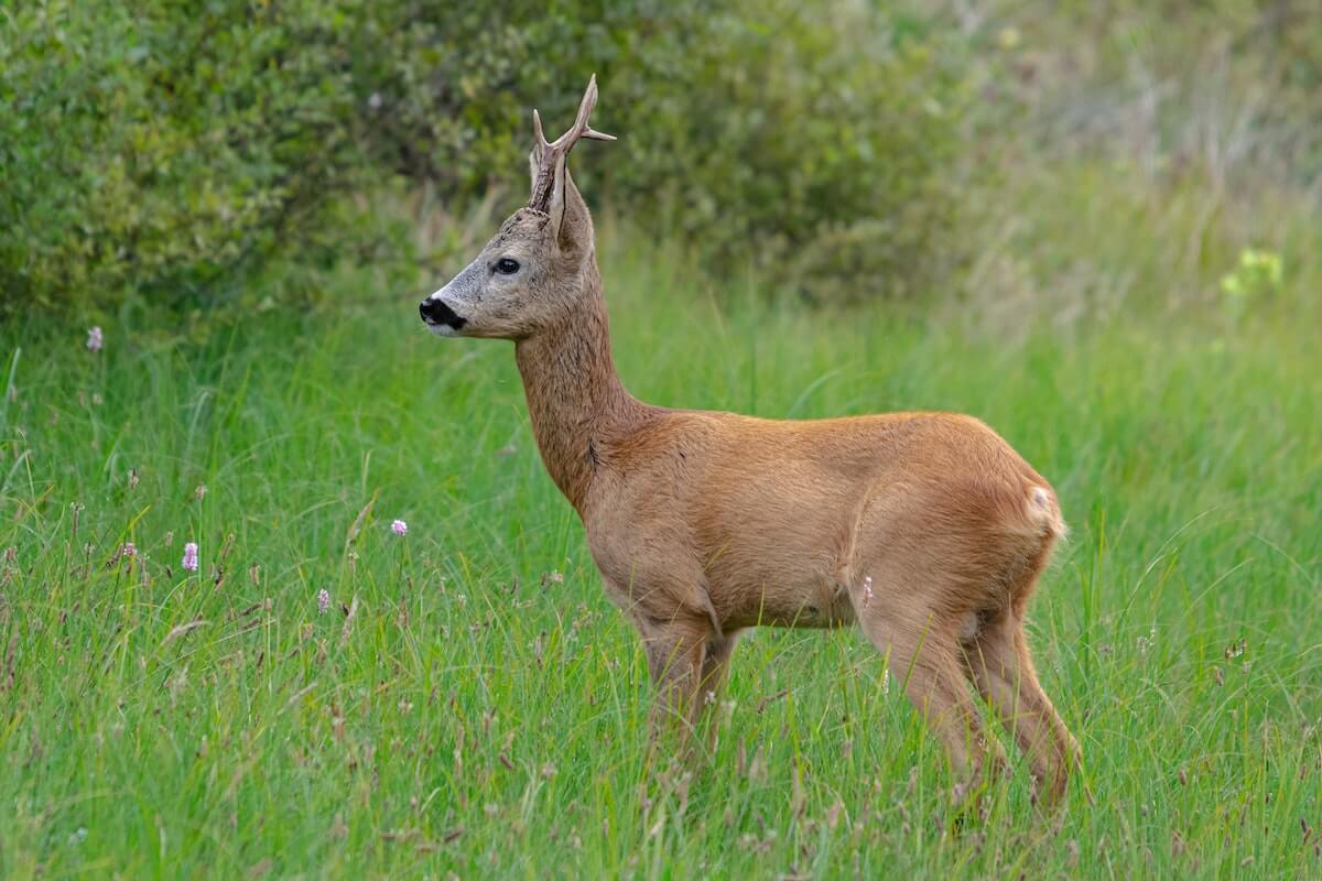 Doodgebeten jonge ree