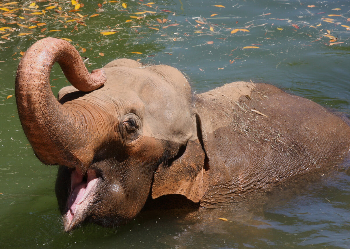 Aziatische olifant Chhouk