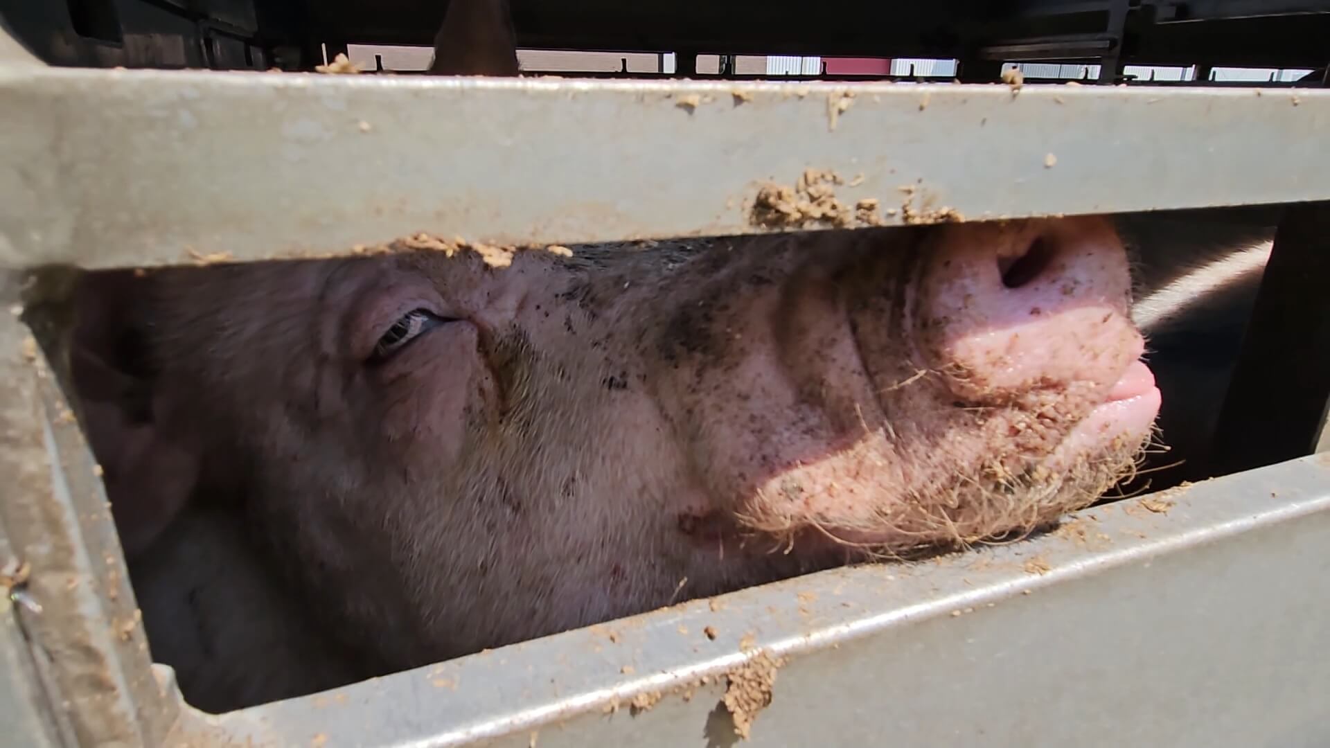 Minister Wiersma laat dieren op hittetransport stikken
