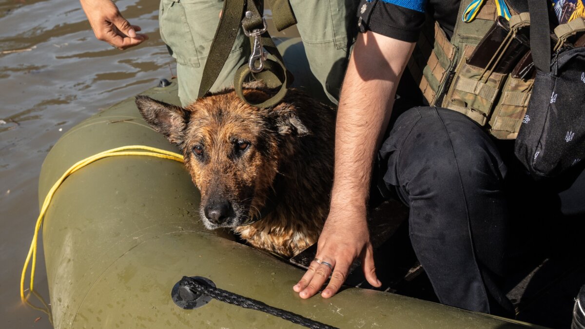 House of Animals naar overstroomd rampgebied Oekraïne