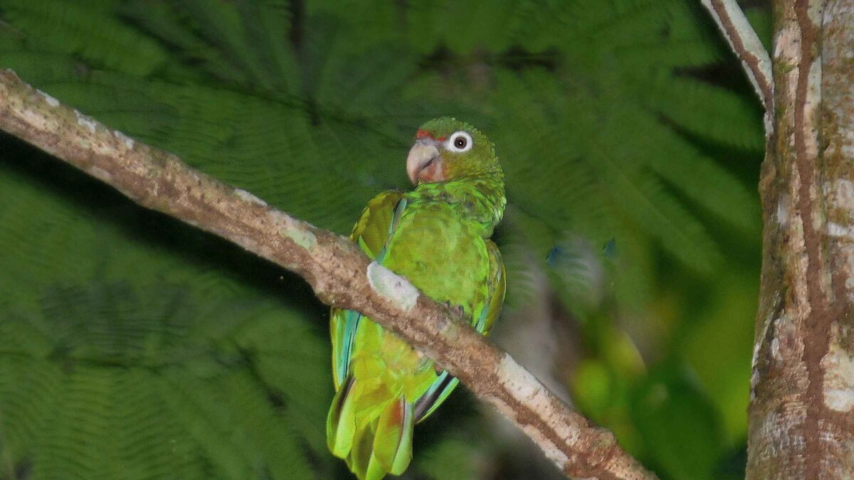 24 kuikens amazonepapegaaien gered van dierenhandel VS