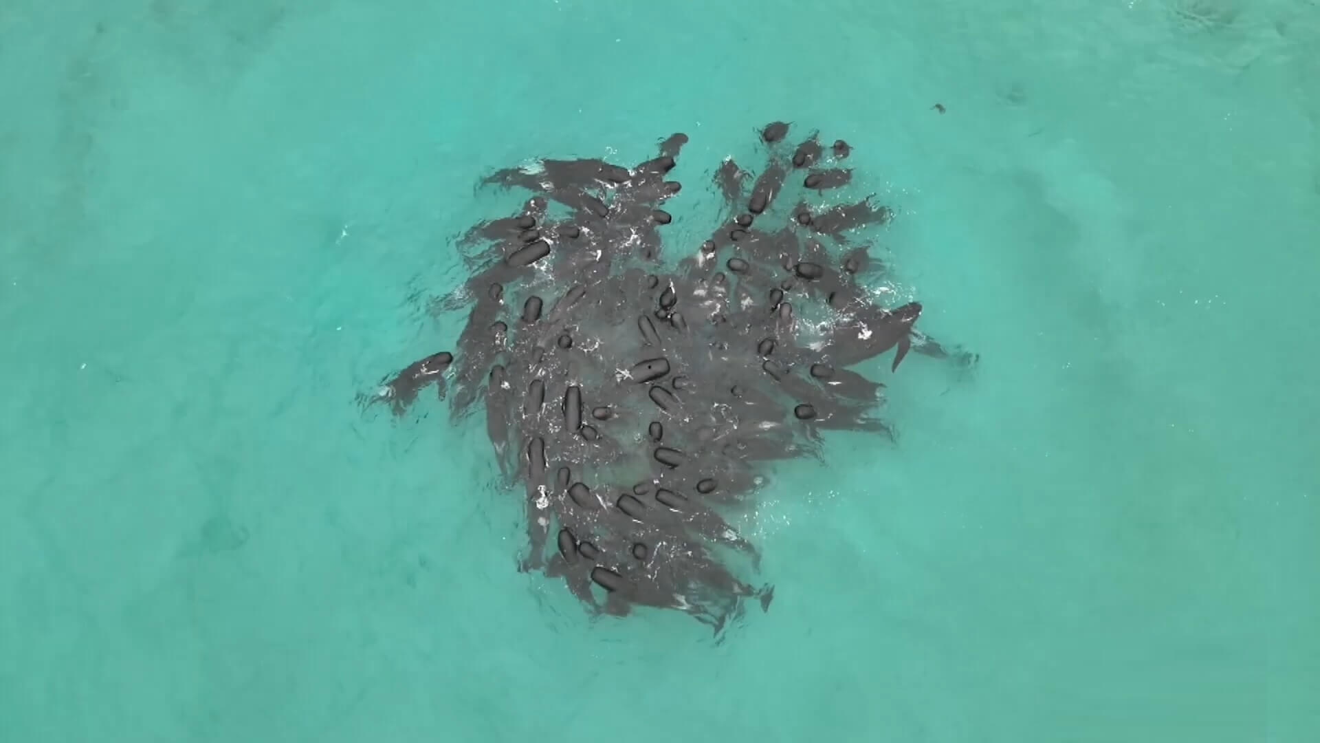 Gestrande grienden bij Cheynes Beach Australië