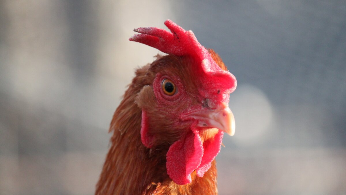 Overheden doen niet genoeg om vogelgriep te bestrijden