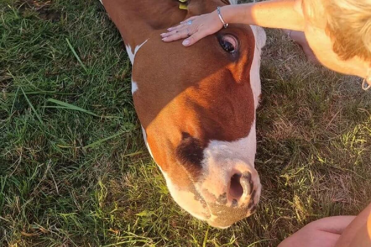 koe met gebroken heup