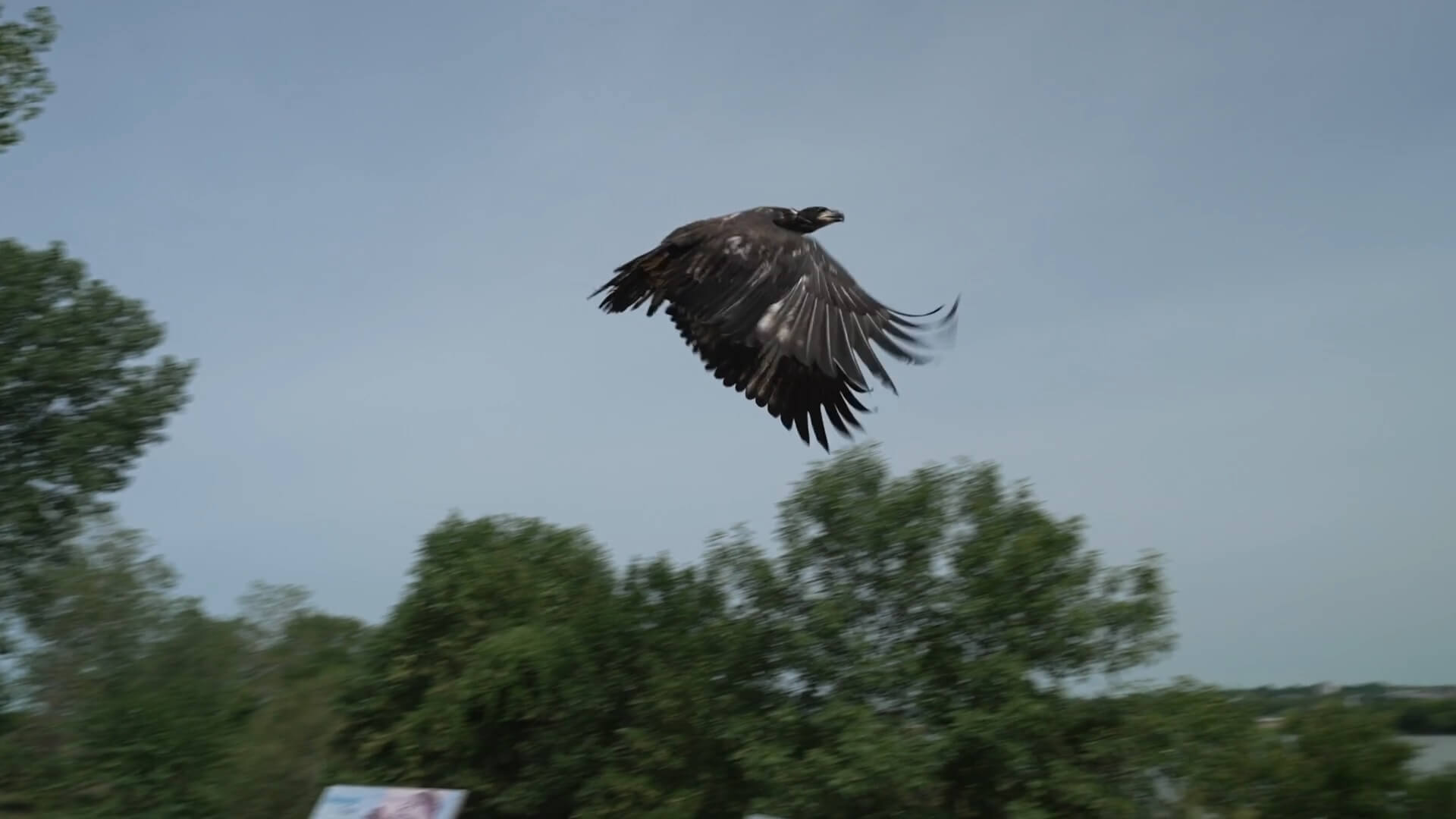 Adoptiekuiken van zeearend Murphy vrijgelaten in het wild