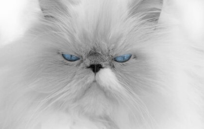 Fokker Perzische showkatten krijgt fokverbod met dwangsom