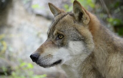Wachten op de put vol wolven?