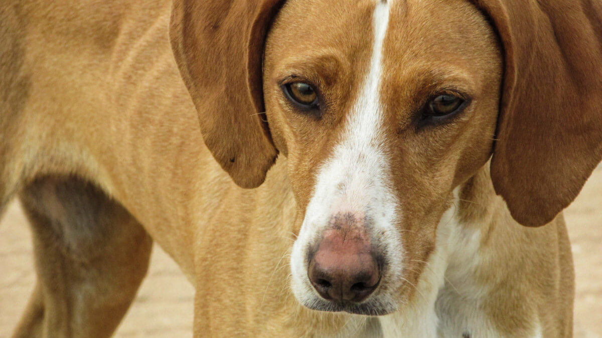Geen jacht op verwilderde huisdieren Canarische Eilanden