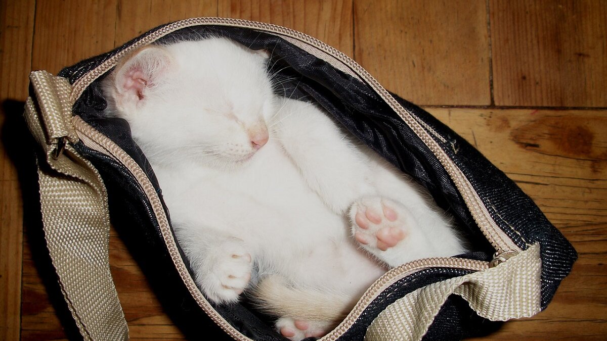 Oregon verbiedt verkoop puppy’s en kittens in dierenwinkels