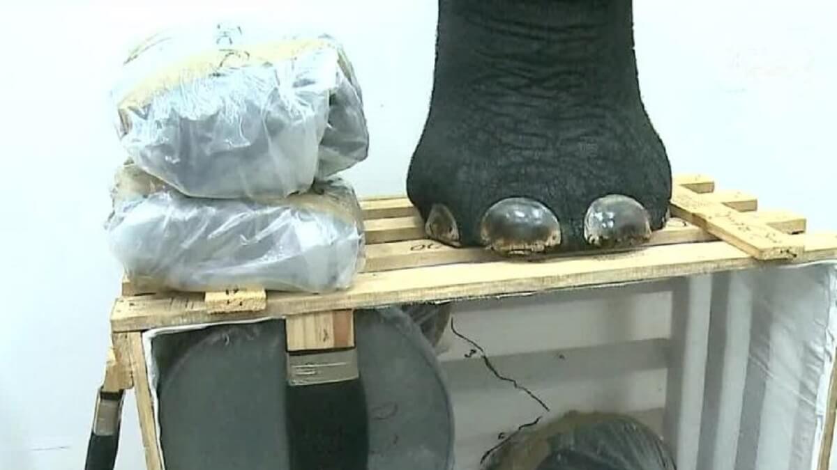 Chileen doodt Afrikaanse olifant en importeert het dier als meubilair