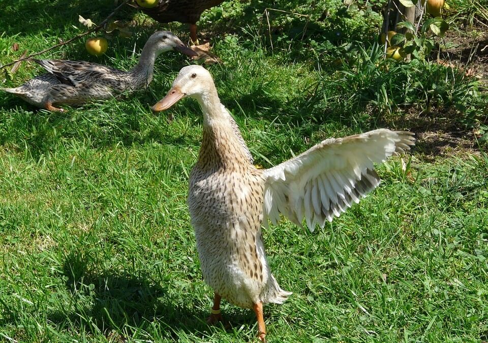 Wie doodde eend(en) van kinderboerderij in Zwartemeer?