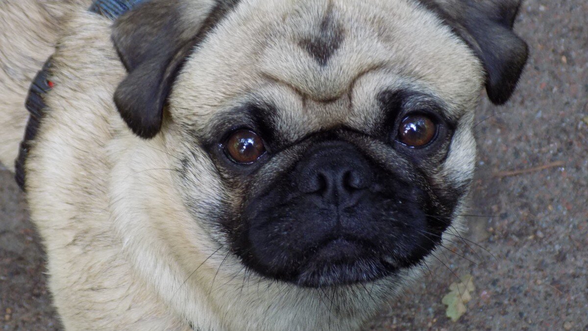 Is blijdschap aanscherpen fokregels korte snuiten terecht?