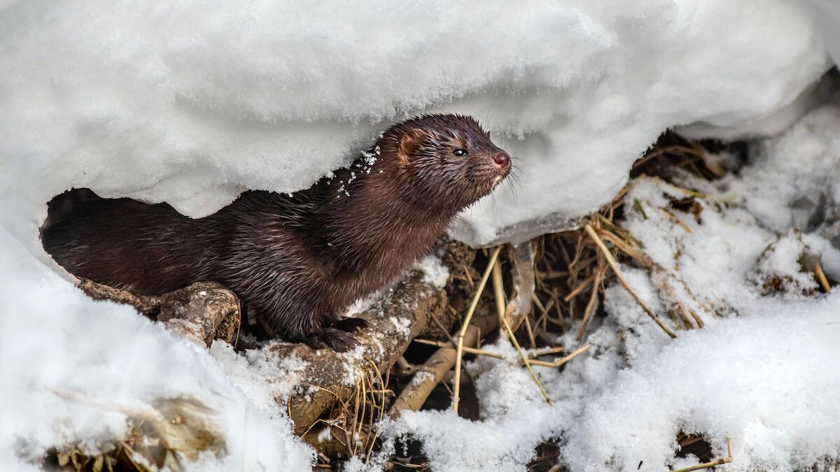 Finland pelsfokkerij