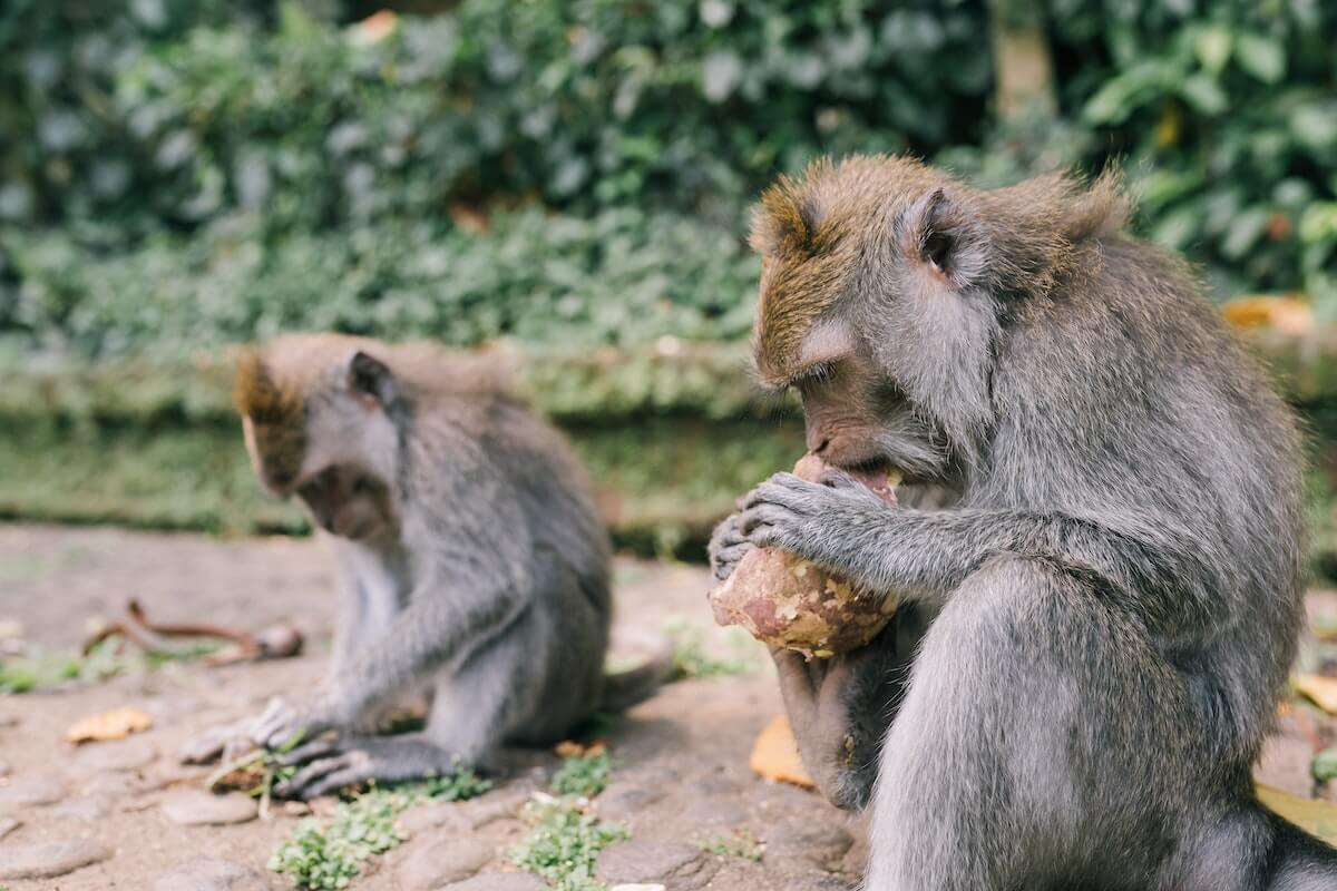 Boete dierenmishandeling social media