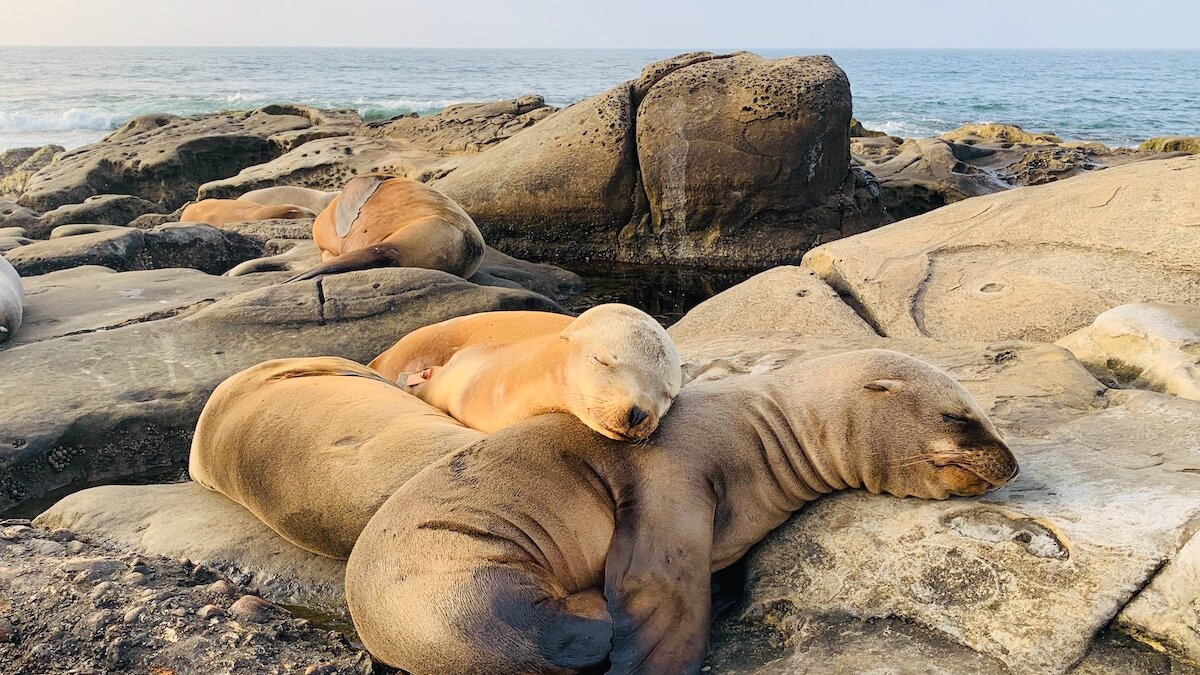 Zeeleeuwen vogelgriep