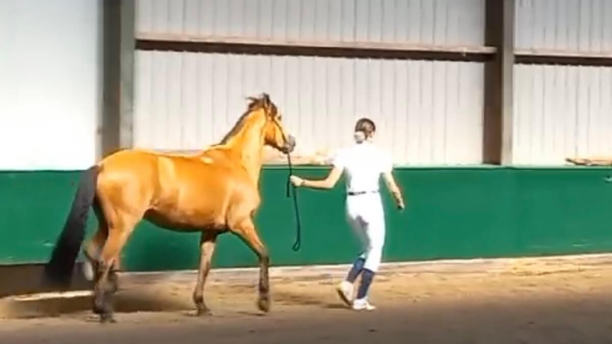 pony werd verloot bij Hippisch Centrum de Delft