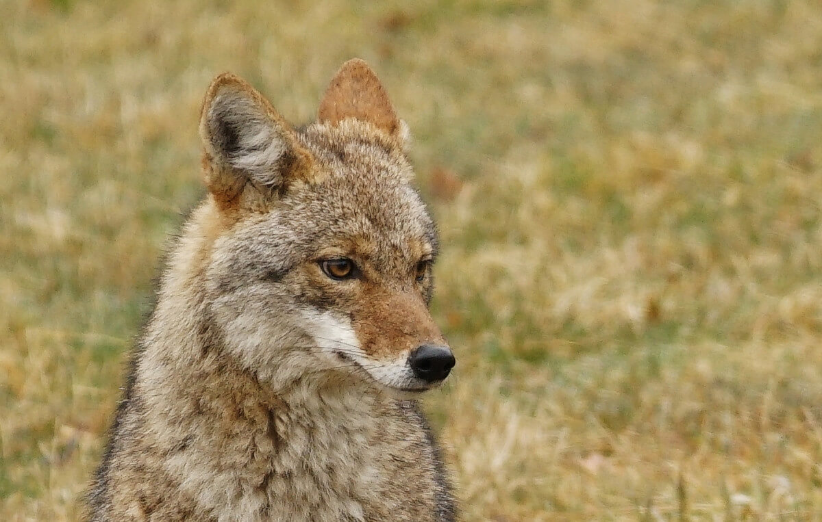 Oregon verbiedt doden van wilde dieren bij wedstrijden