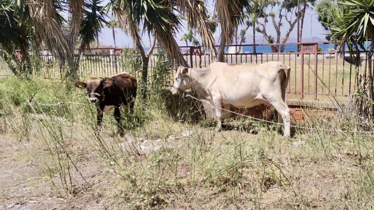 verwaarloosde koeien op Kos
