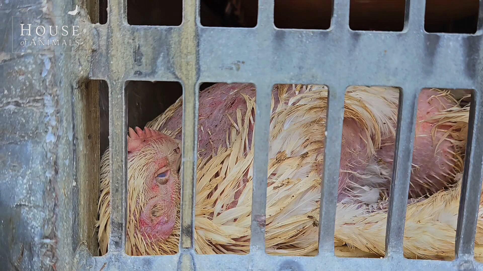 Minister Wiersma laat dieren op hittetransport stikken