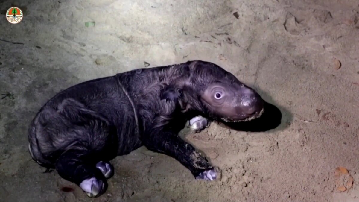 #GNvdD: De wereld is een Sumatraanse neushoorn rijker! - Animals Today