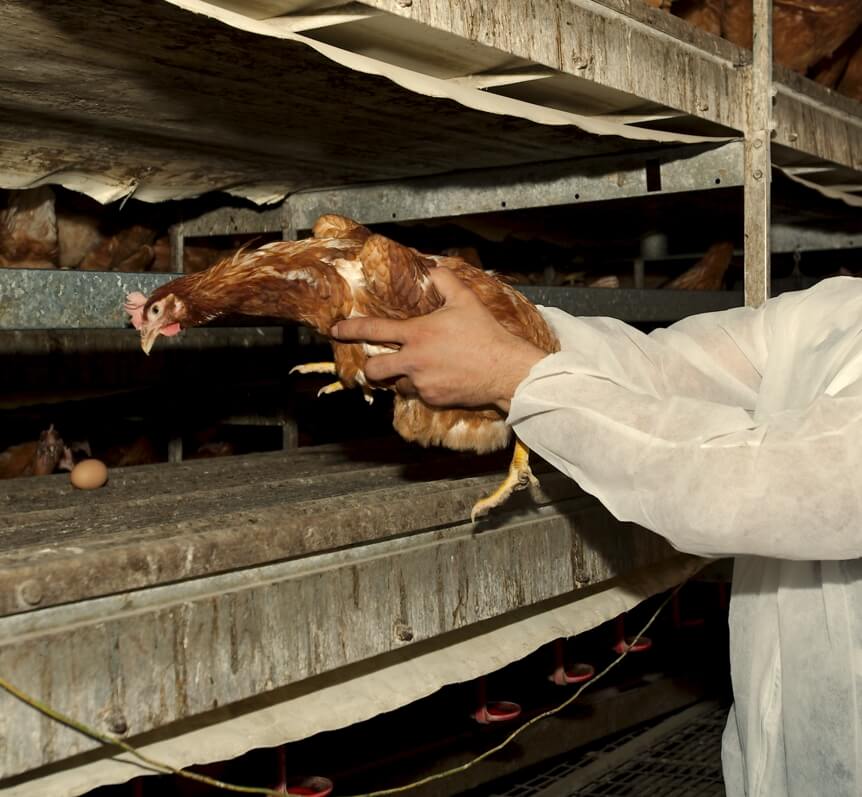 Zweedse methode vangen kippen