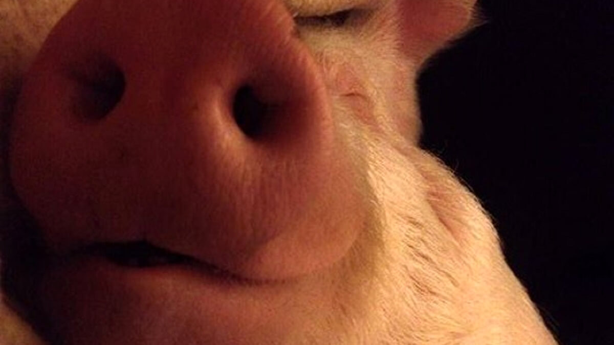 Esther The Wonder Pig is overleden
