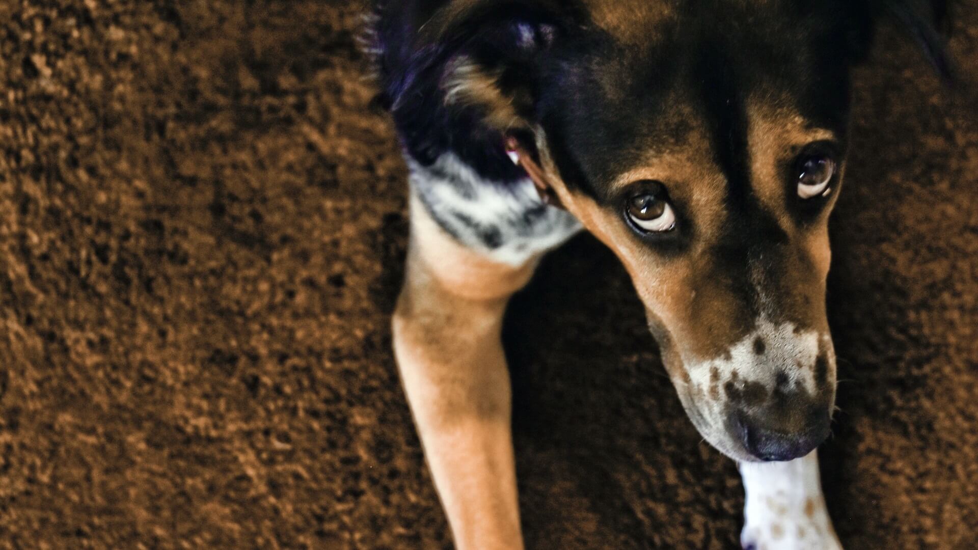 Dierenmishandeling mogelijk huiselijk geweldsdelict in Victoria Australië