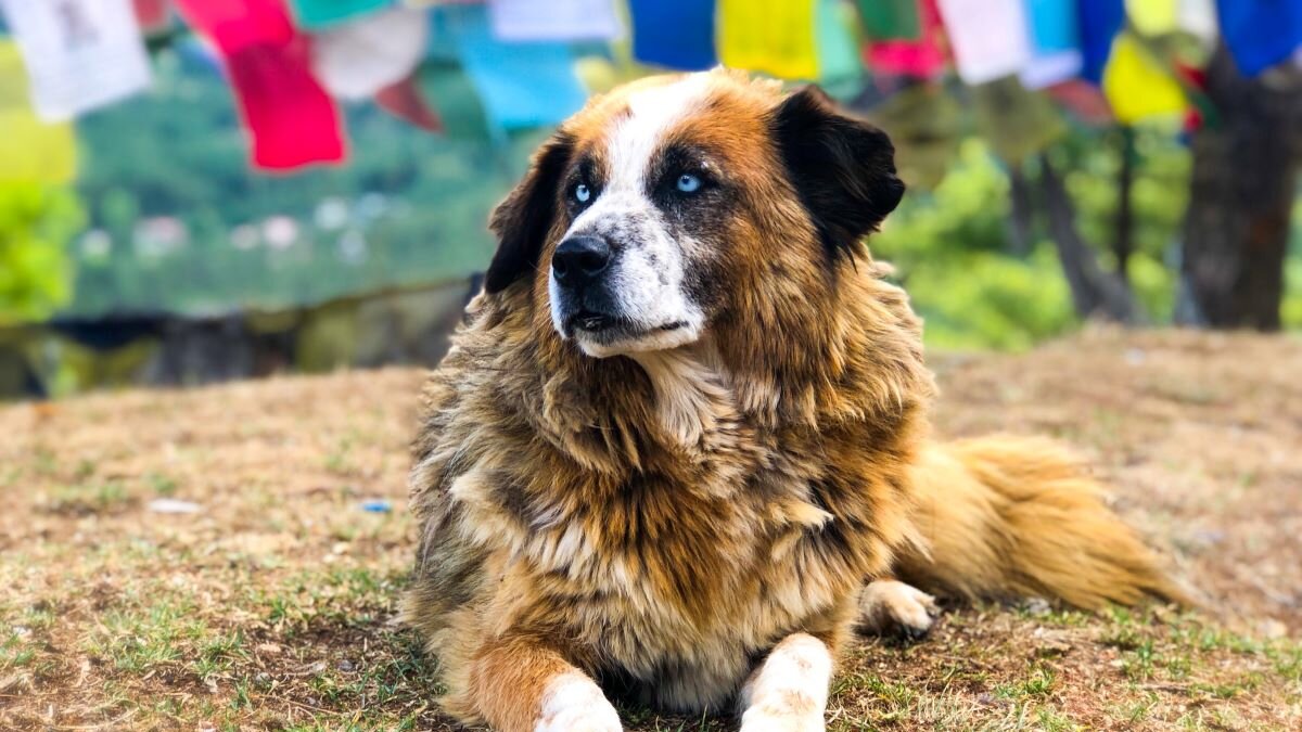 steriliatie en vaccinatie