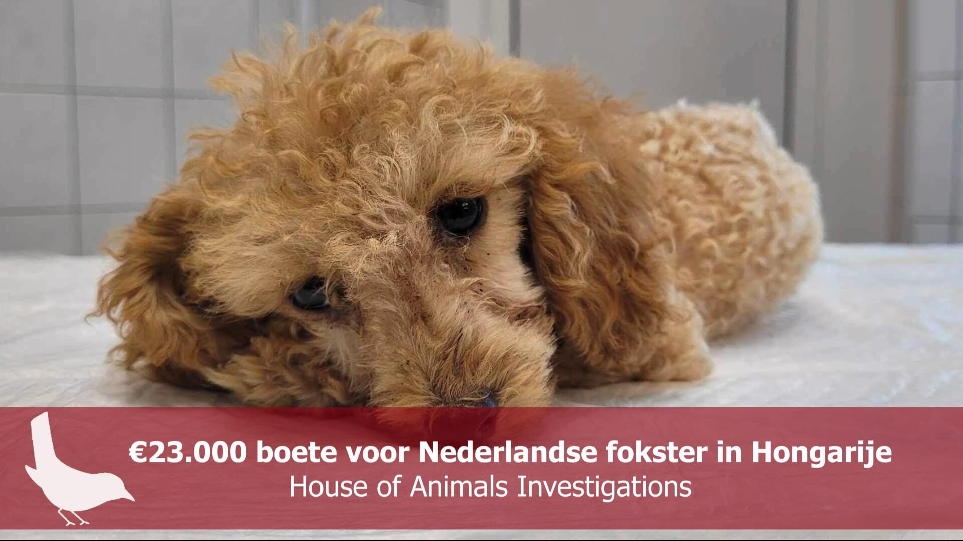 Houdverbod en €23.000 boete voor Nederlandse fokster in Hongarije