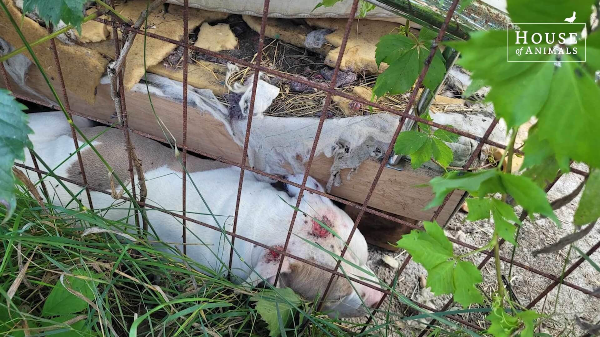 Misstanden bij Nederlandse hondenfokster in Hongarije