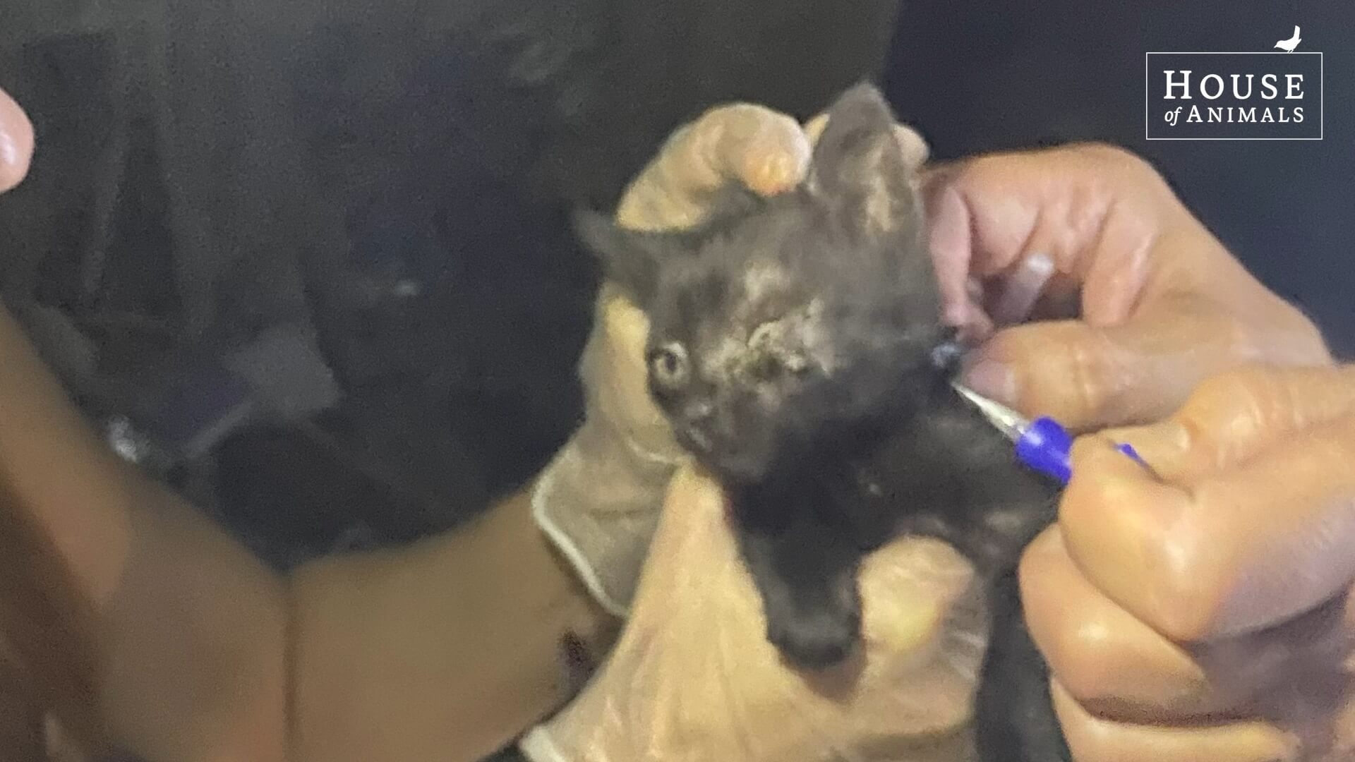 23 honden en 2 katten in beslag genomen bij Nederlandse hondenfokster in Hongarije